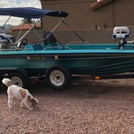 Bass cat 20